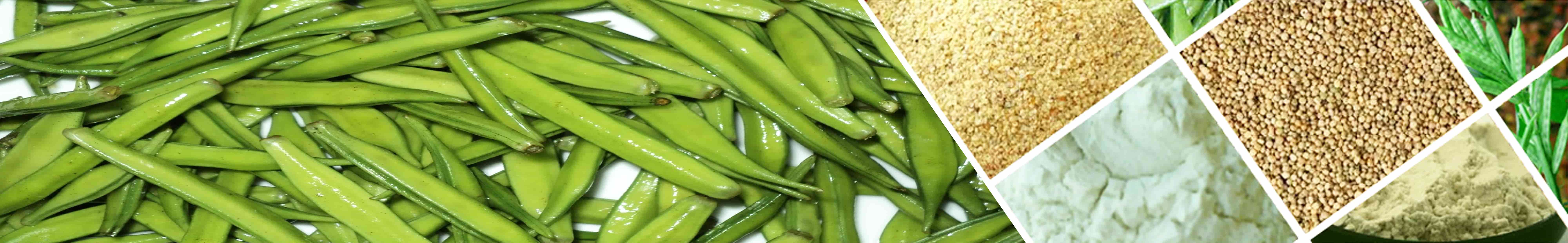 India’s export of Guargum to USA